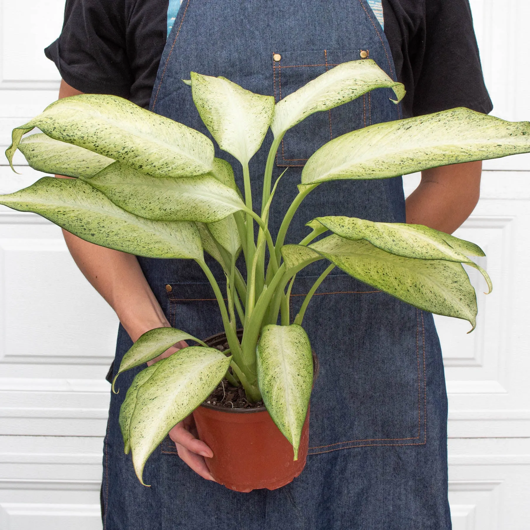 Dieffenbachia 'Camouflage'
